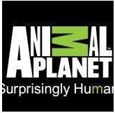 Watch Animal Planet Recorded TV from USA